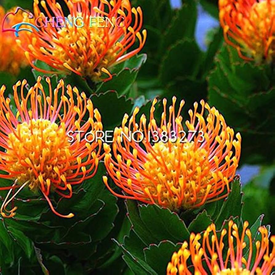 Amazon.com : New Fresh 30pcs Orange Protea Flower Seeds